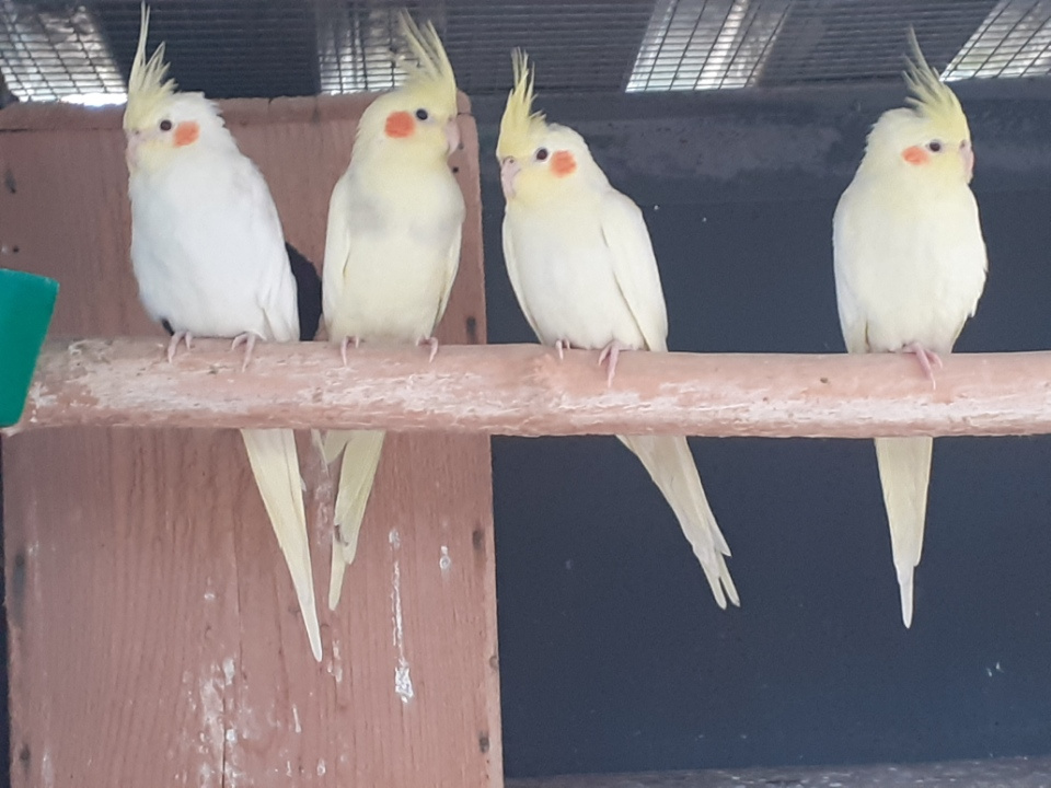 ponúkam na predaj - 7