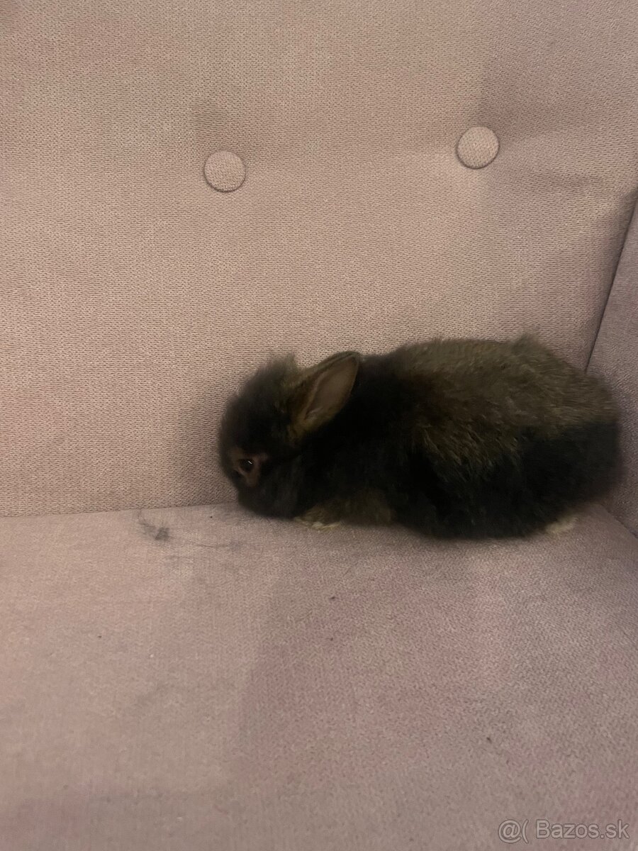 Zakrslý králik s Teddy génom - 7