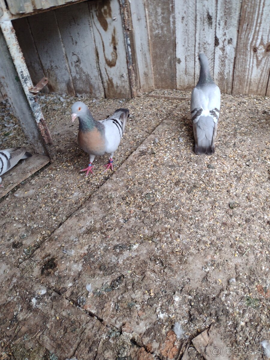 Predam holuby Koburske skovranky. - 7