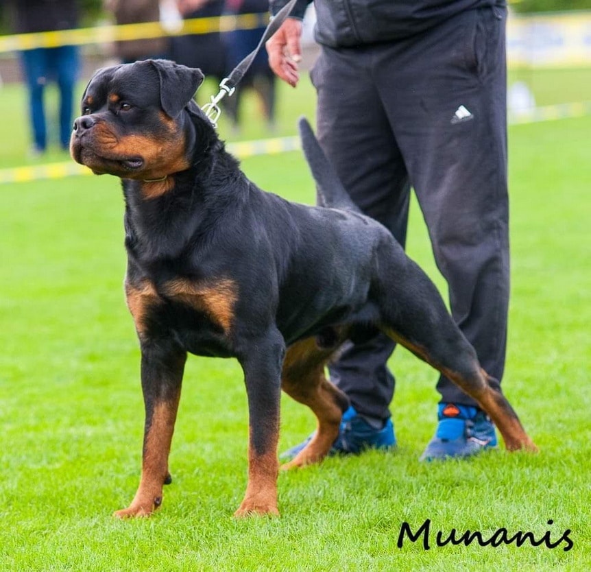 Rottweiler s PP Rotvajler s PP Štenata rotvajlera s PP Šten - 7
