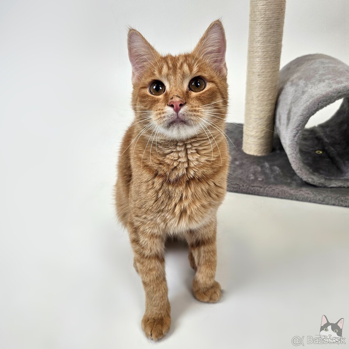 TOBY hľadá domov - 7