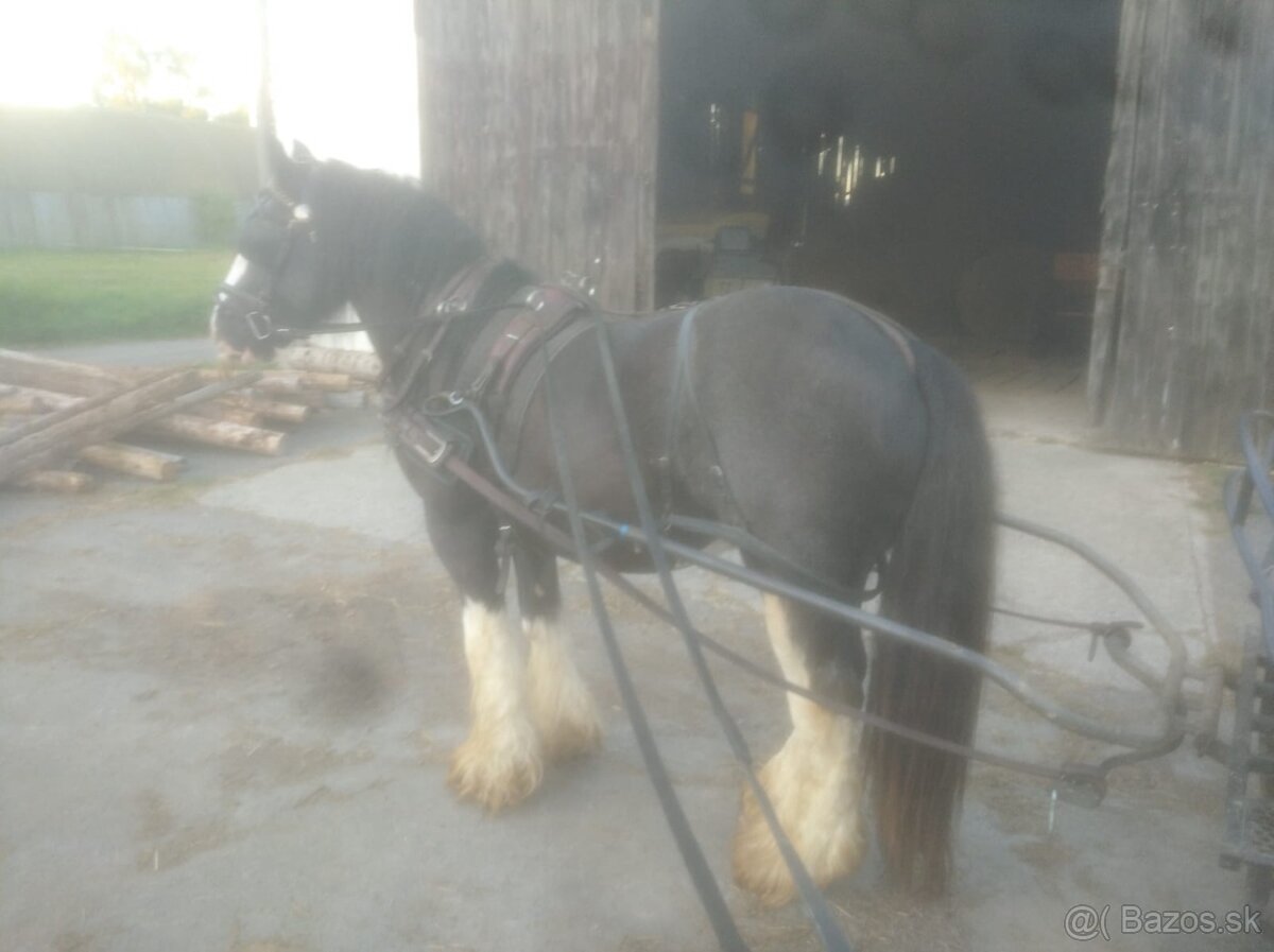 Pripúštanie Írsky Cob - 7