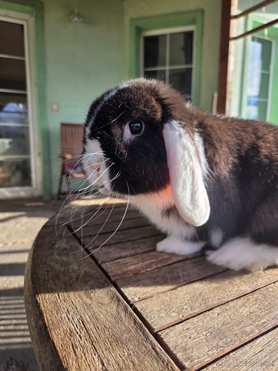 Zakrslý králik - 7