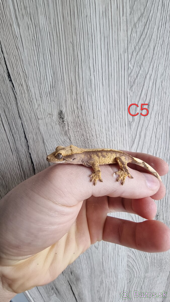 Pagekón riasnatý - 7