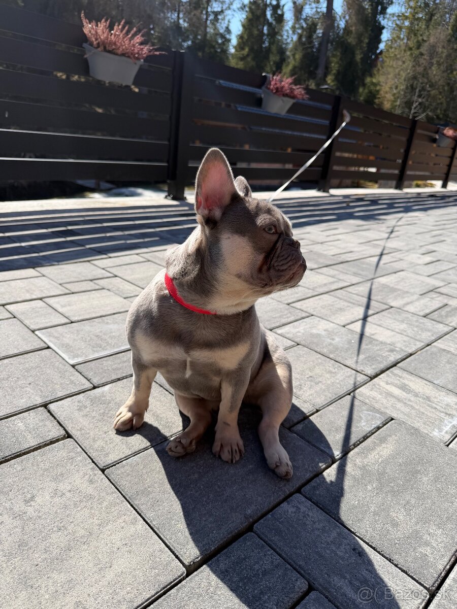 Francúzsky buldoček- fenka - 7