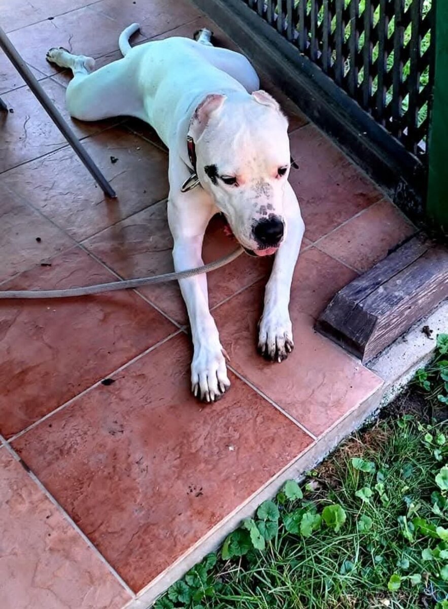 Argentínska doga sučka s PP - 7