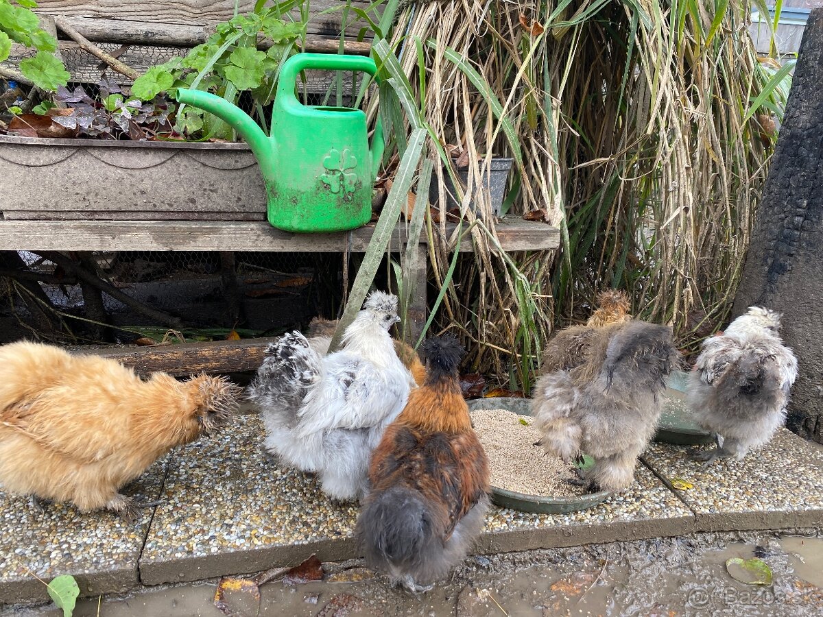 Predam mlade hodvabnicky - 7