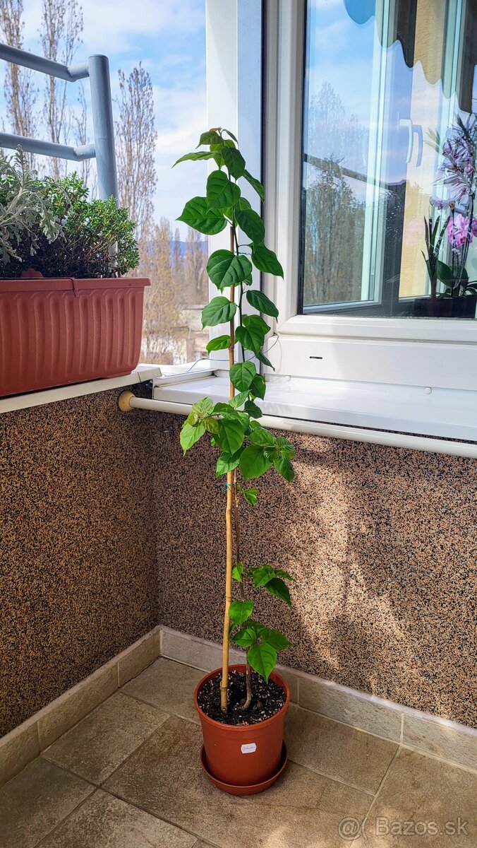 Bugenvilea (Bougainvillea) cyklámenová - 7