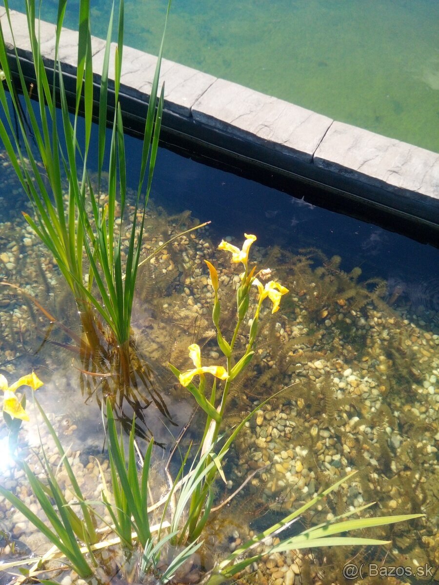Okysličovacie rastliny do jazierka - 7
