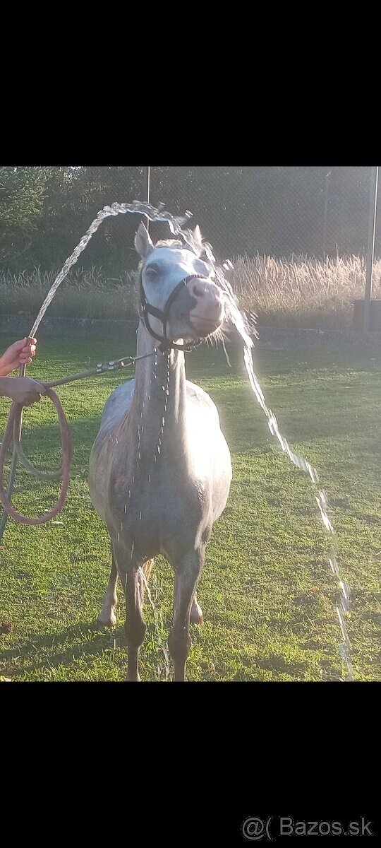 Pony kobylka - žrebná - 7