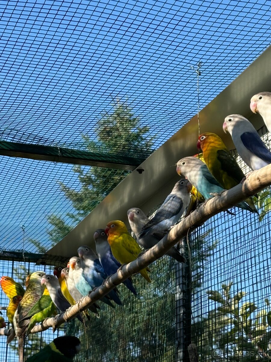 Agapornis fišer - 7