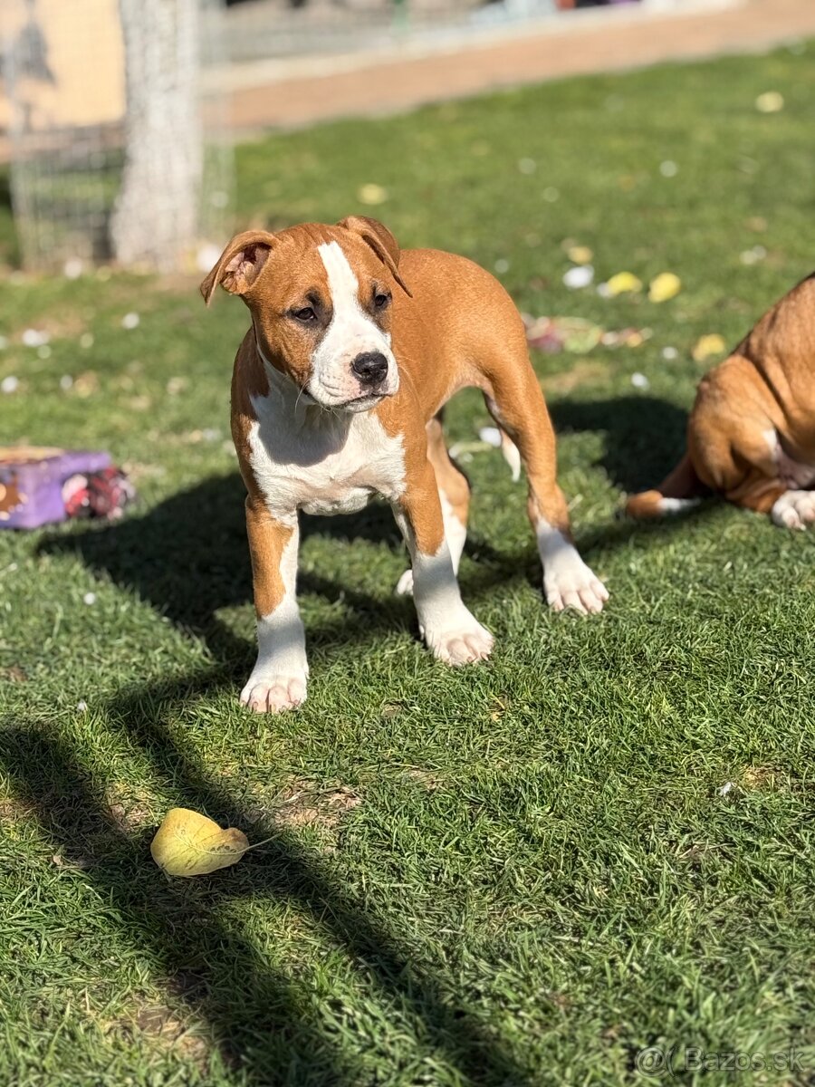Americký stafordšírsky teriér s PP - 7