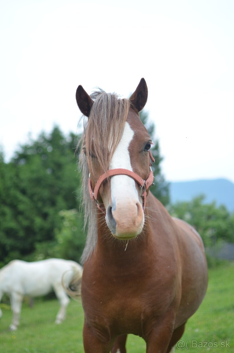 LUKA - welsh x arab - 7