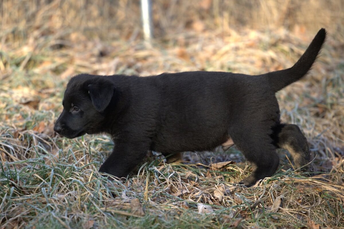 Nemecký ovčiak psík s PP - 7