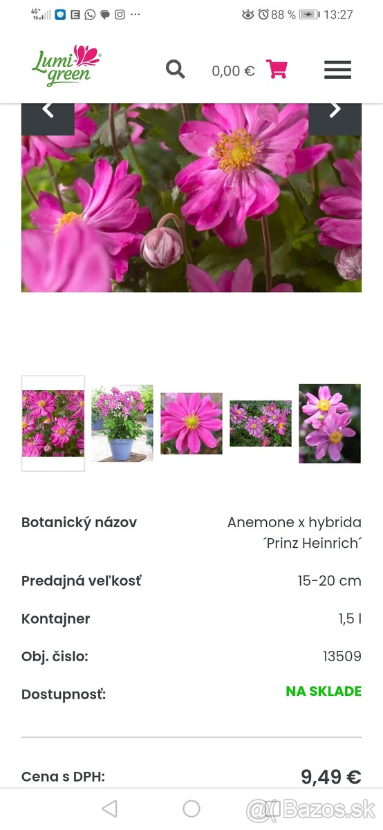 Jesenná veternica dlhokvitnúca, nenáročná - 7