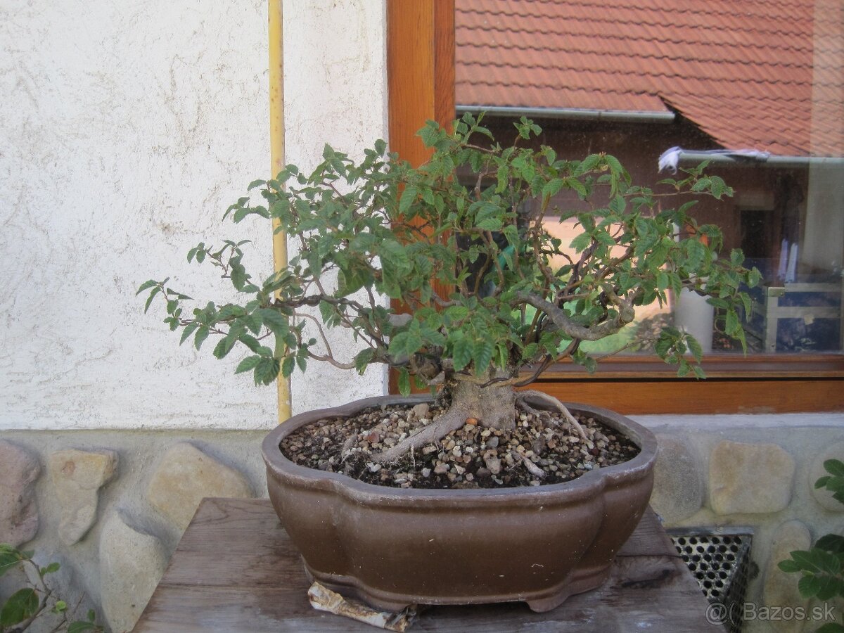 bonsai,bonsaj-hrab 4 - 7