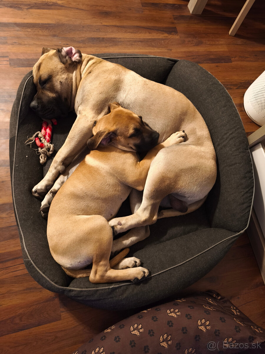 Krásna fenecka Kanárska Doga / Presa Canario s PP - 7