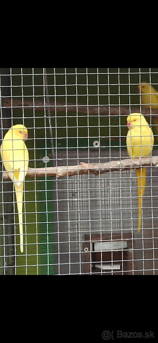 Alexander Malý, - 7