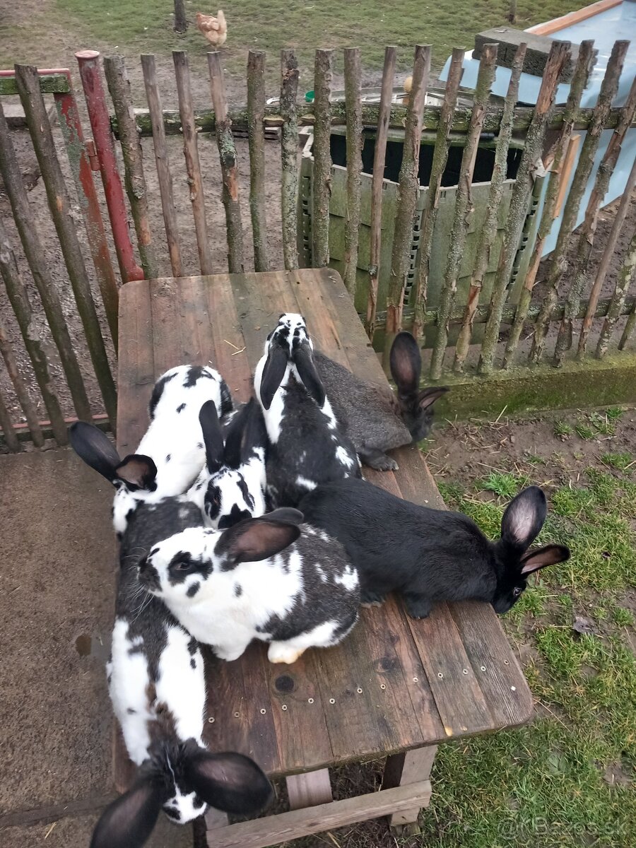 Predám králiky . - 7