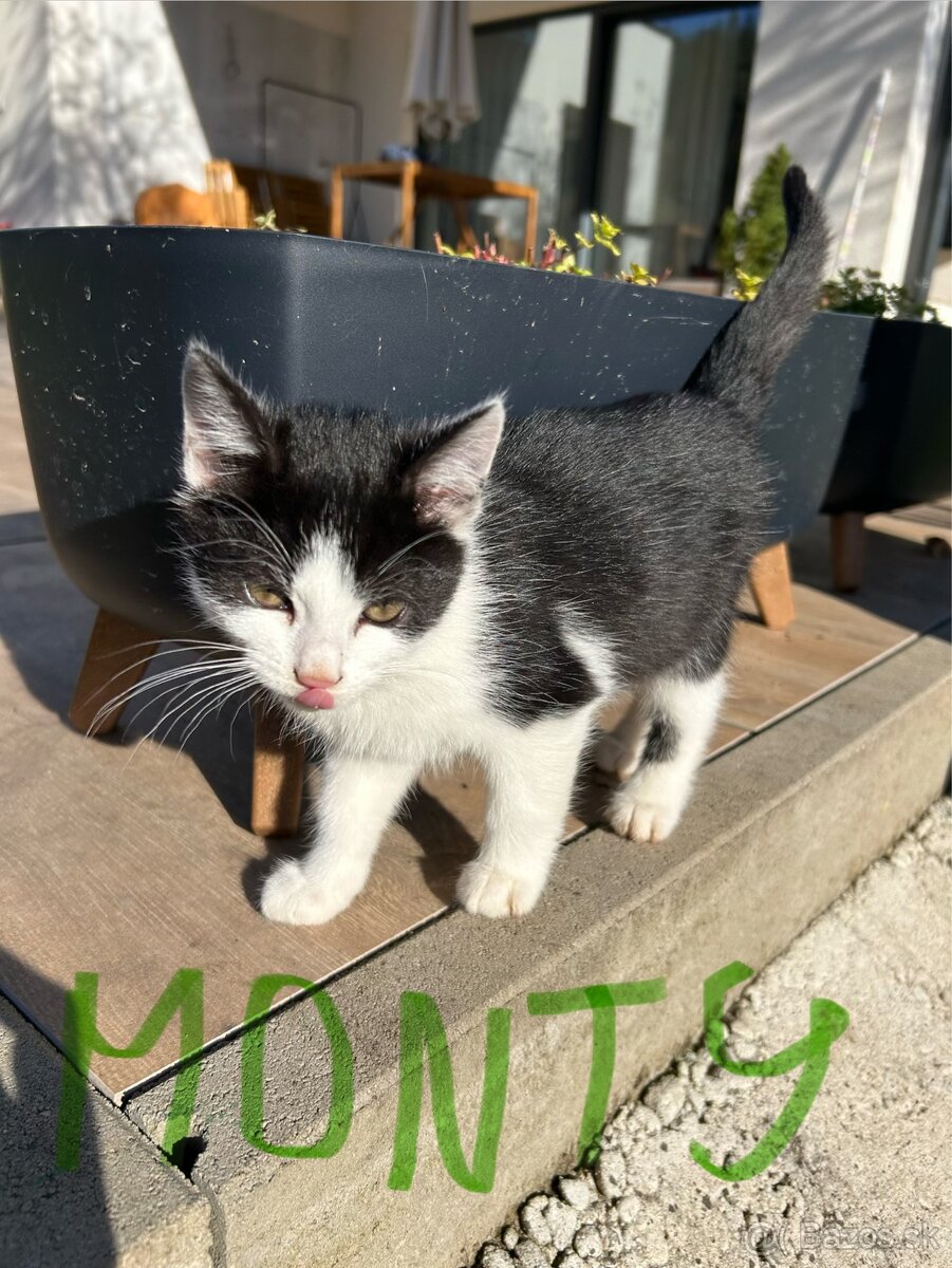 Ďarujem mačiatka - 7