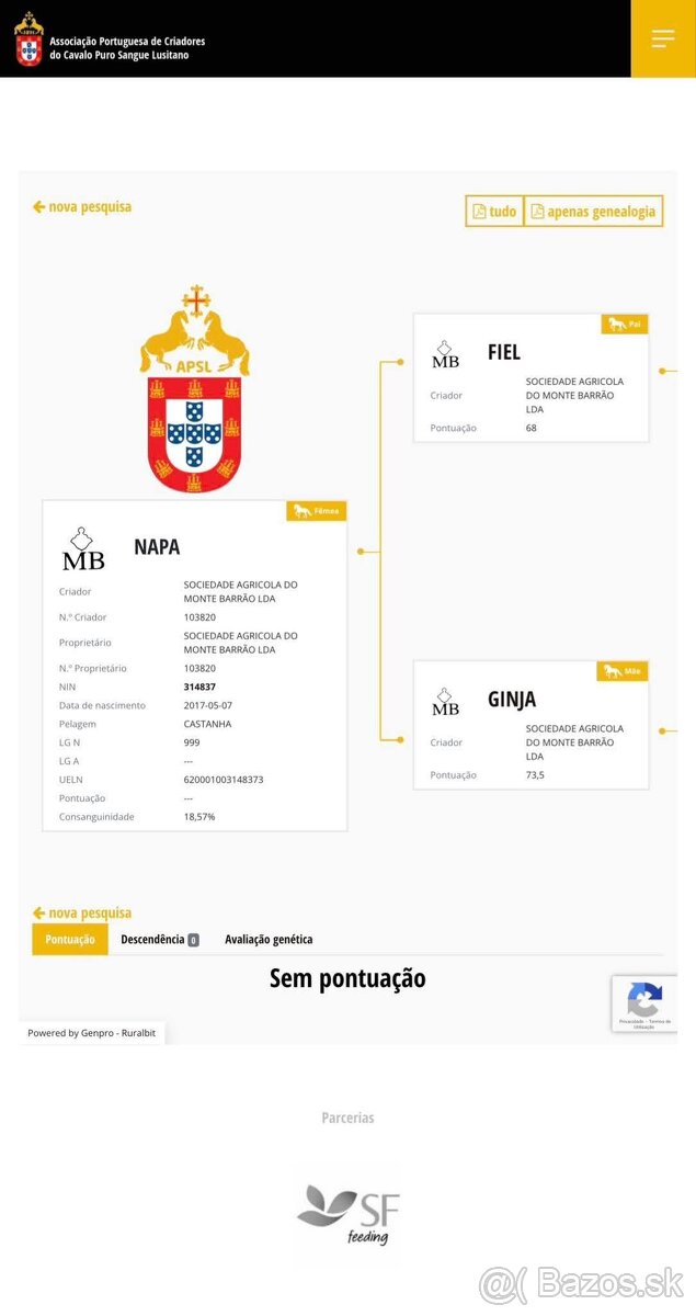 Lusitano klisna 8 let - 7