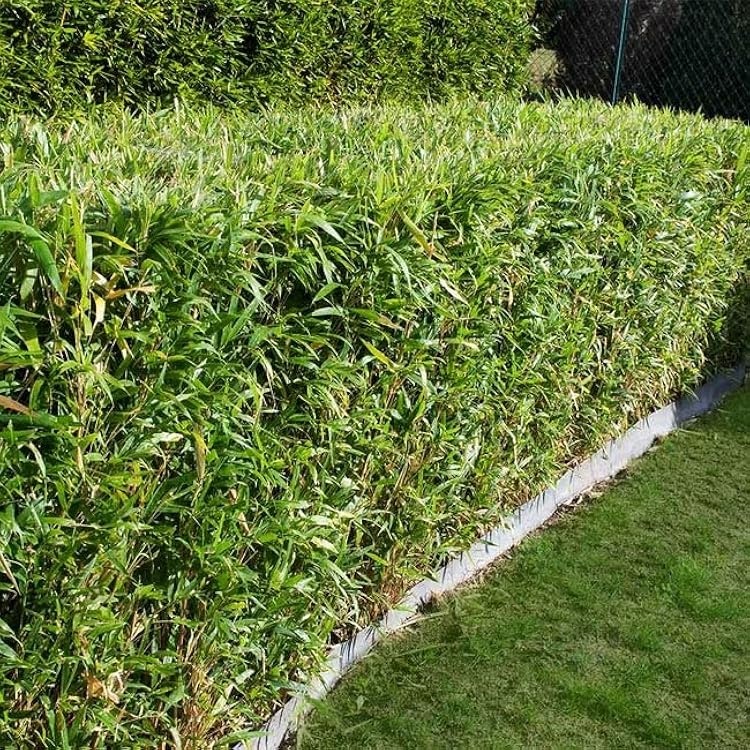 1-4 metrové žlté a zelené bambusy. - 7