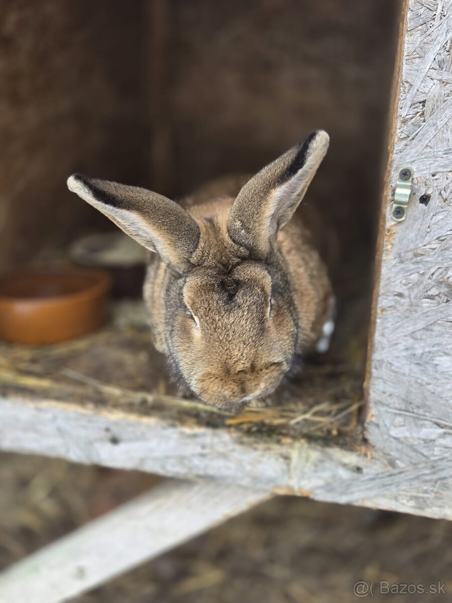 Predam zajace - 7