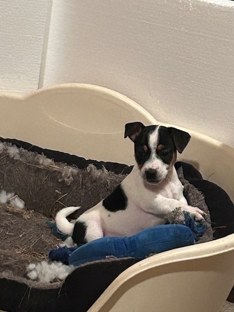 Jack Russel teriér - 7