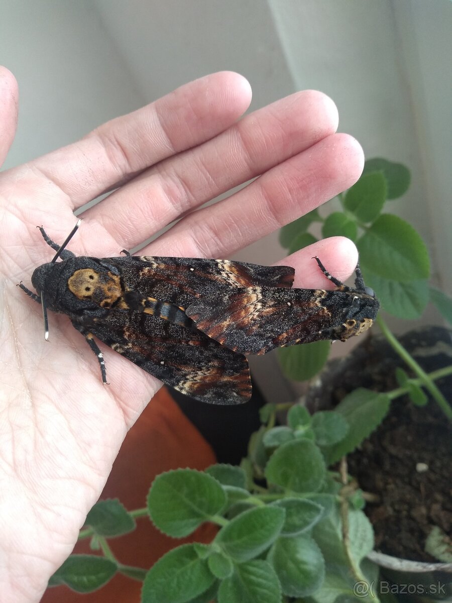 Acherontia atropos - 7