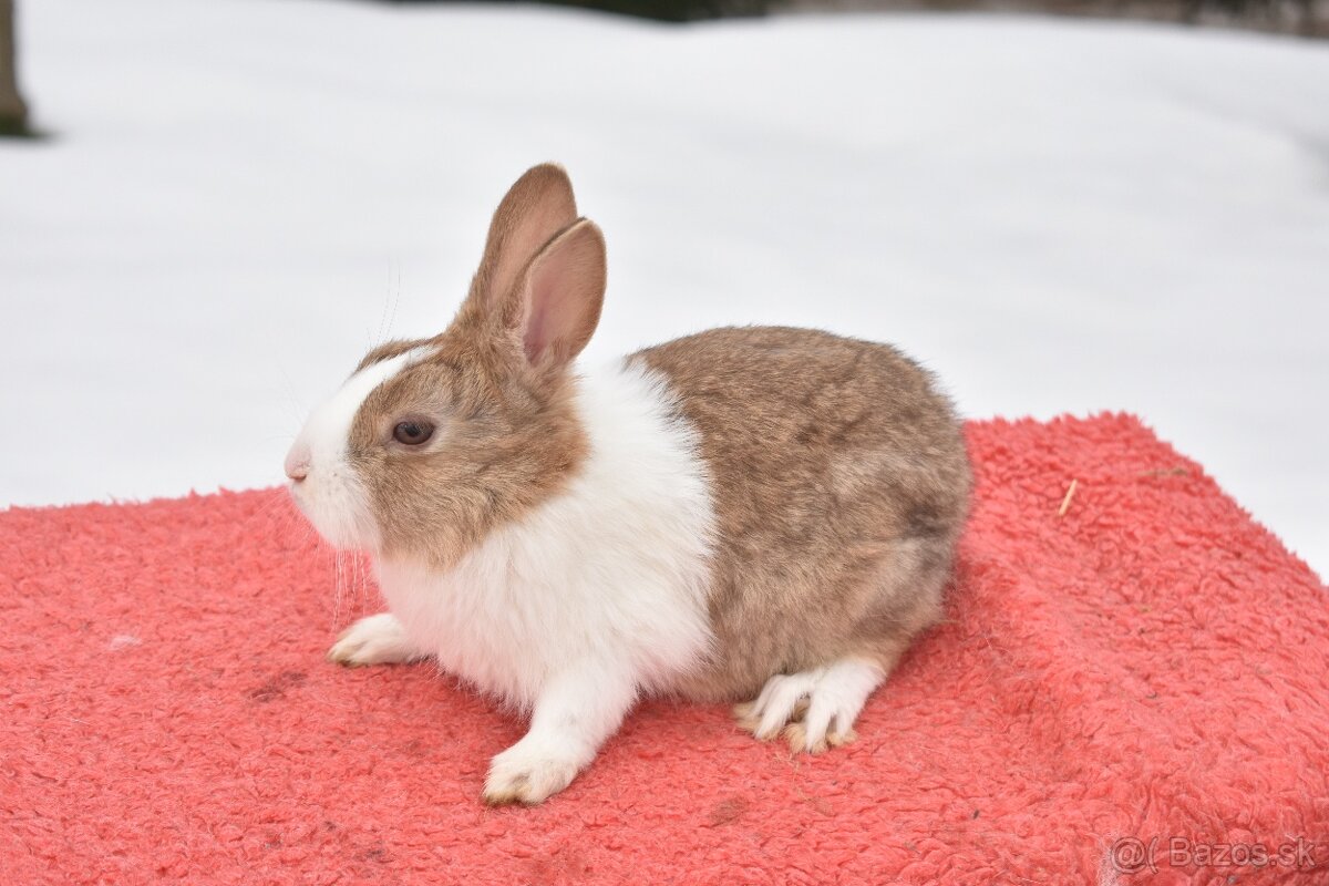 Predam Holandsky - 7