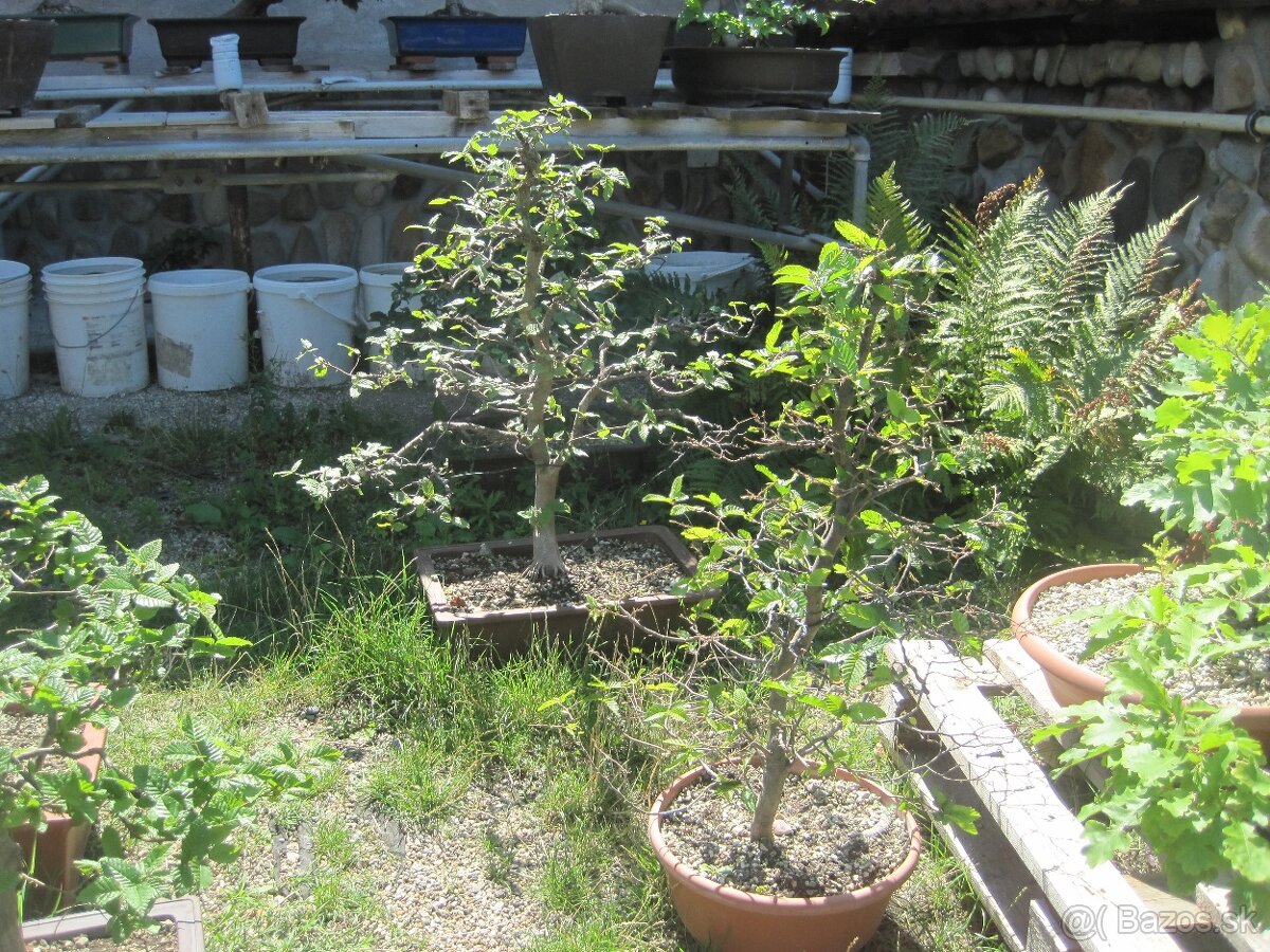 bonsai,bonsaj-hrab 16 - 7