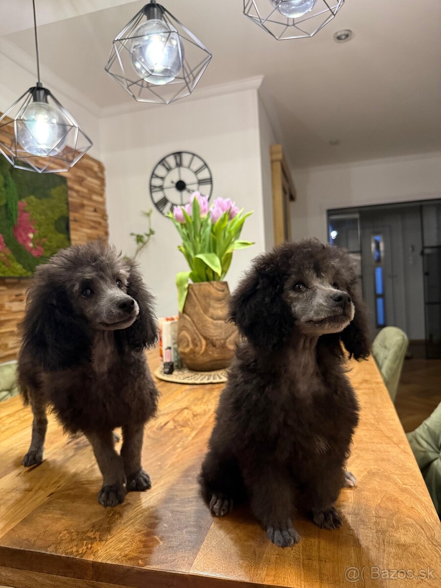 pudel,pudlík,pudlíček - 7