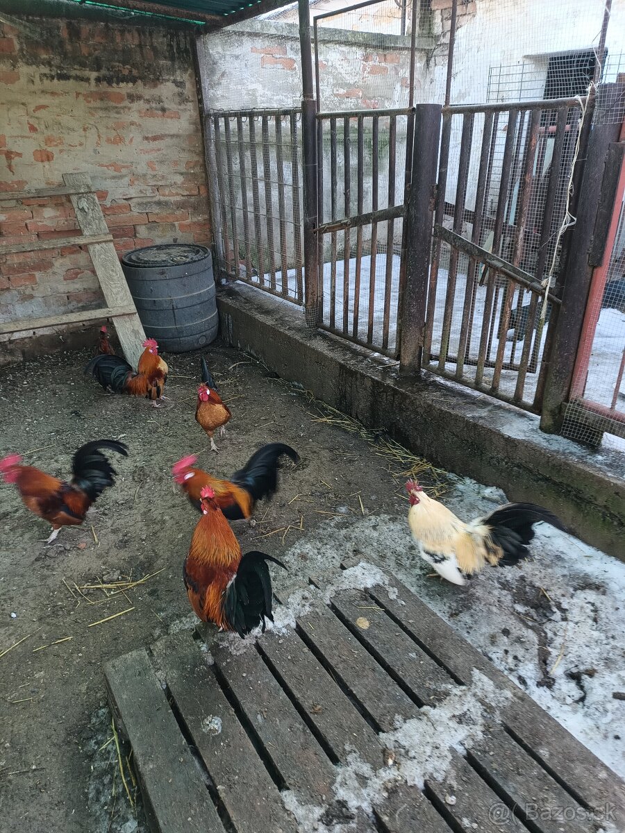 Predám Liliputky - 7