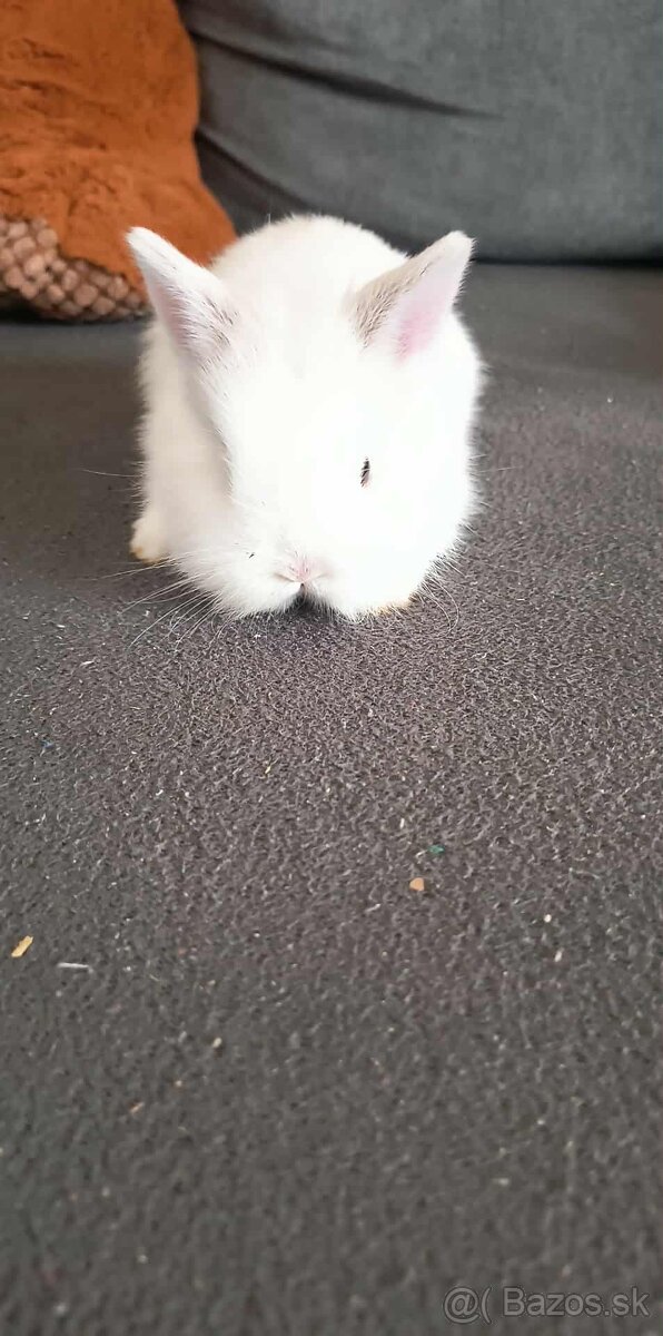 Zakrslý zajačik - 7
