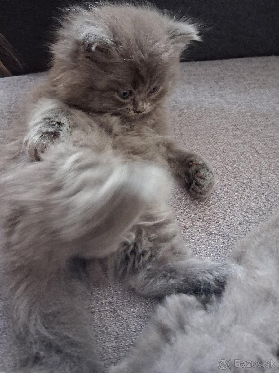 Kocúrik na krytie - 7