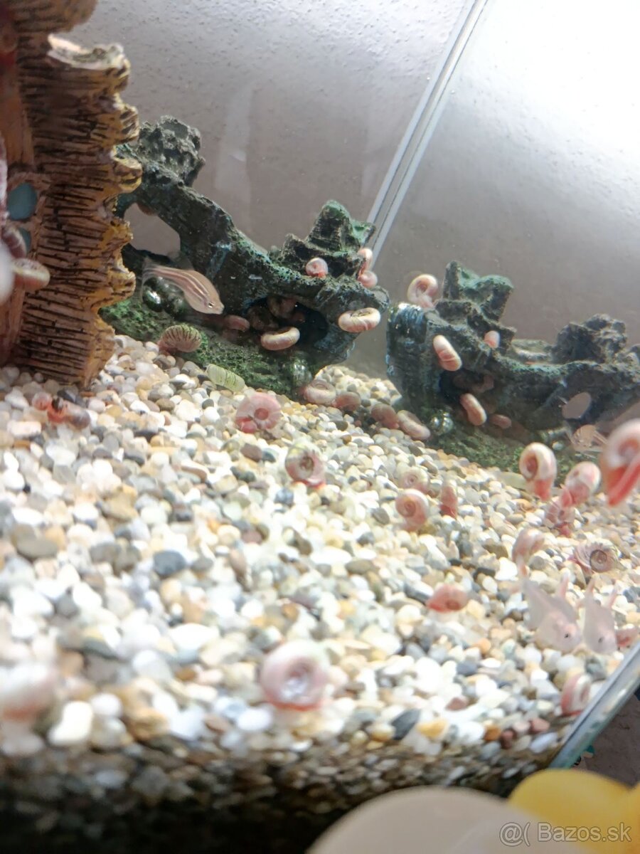 Aqvarium - 7