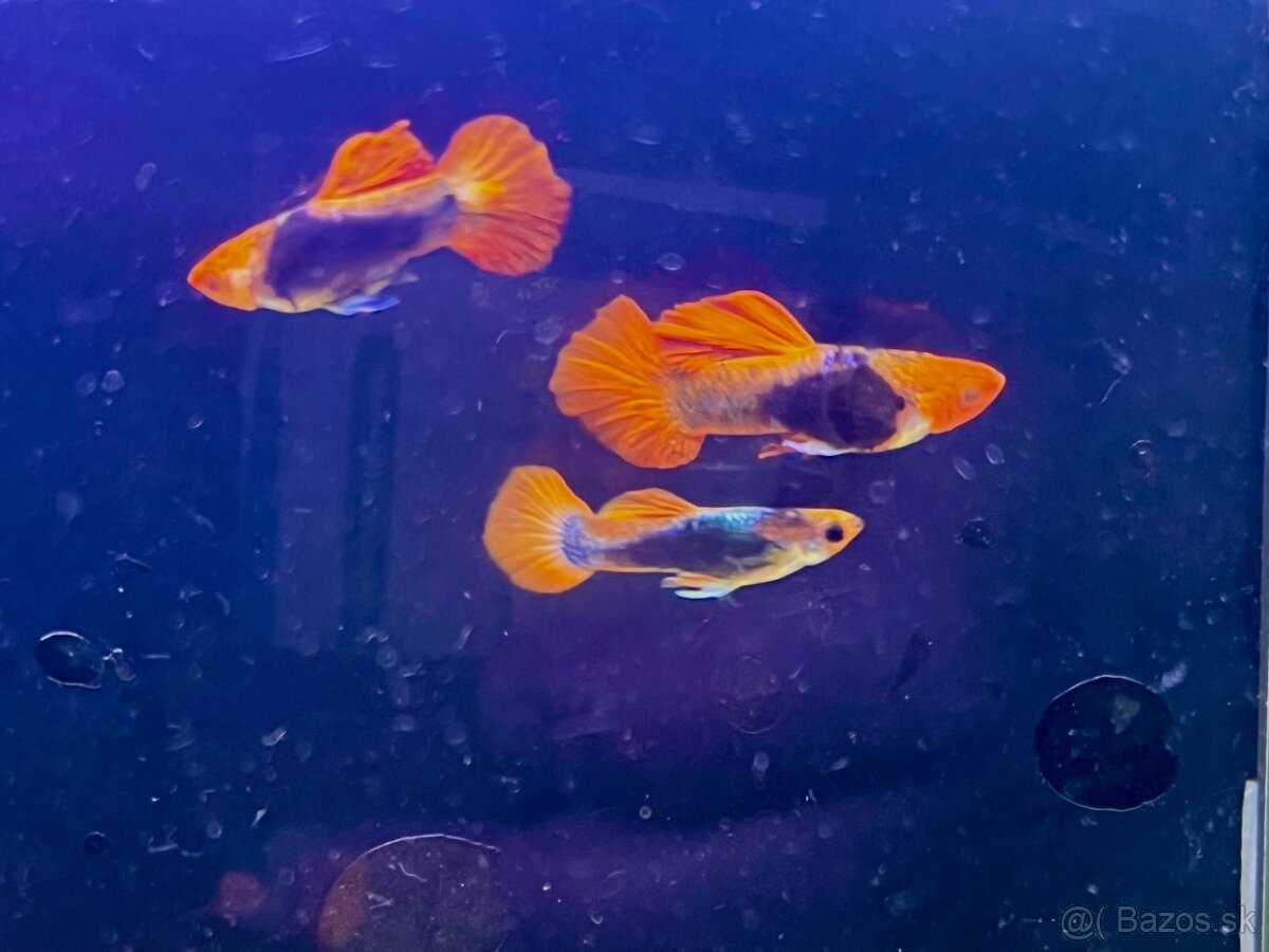 Guppy_čisté formy - 7
