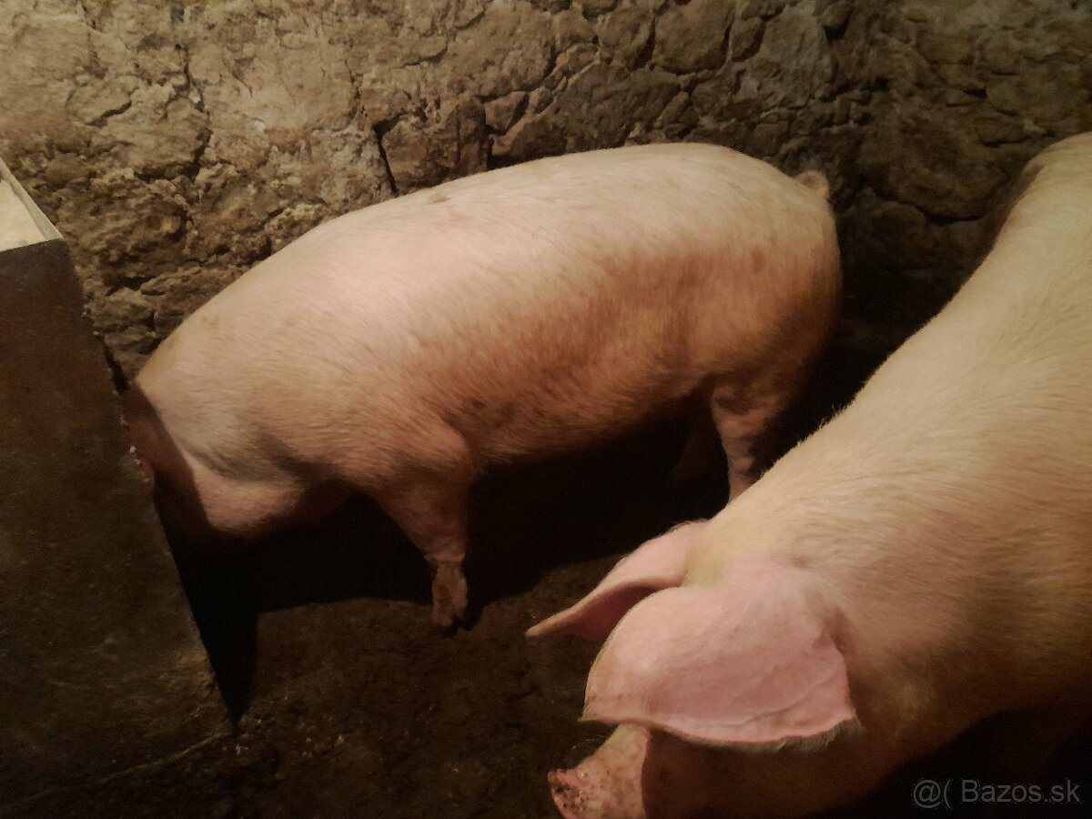 Predam ošipanu . Krmnika - 7