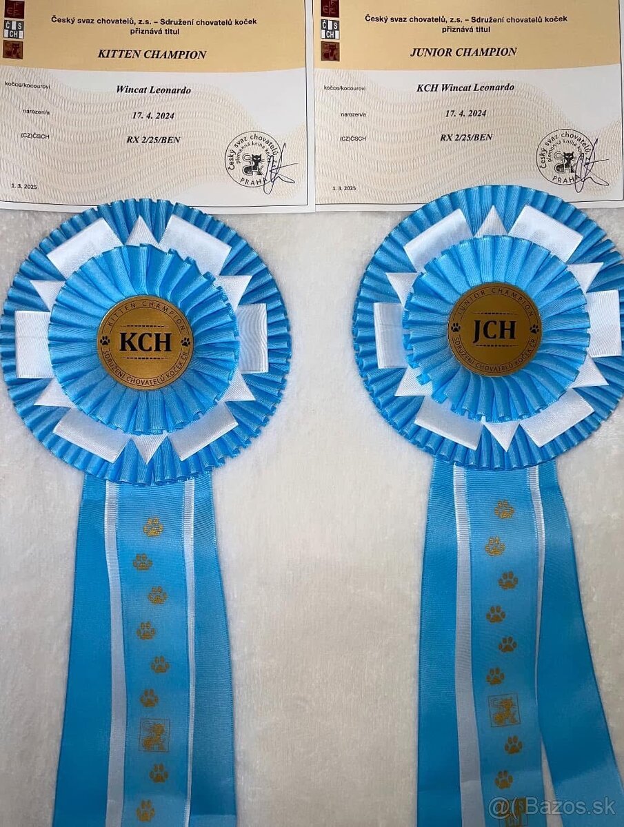 Bengálsky kocúr s PP na krytie - 7