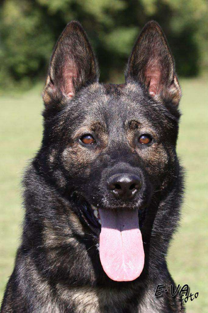 Nemecký ovčiak s PP - 7