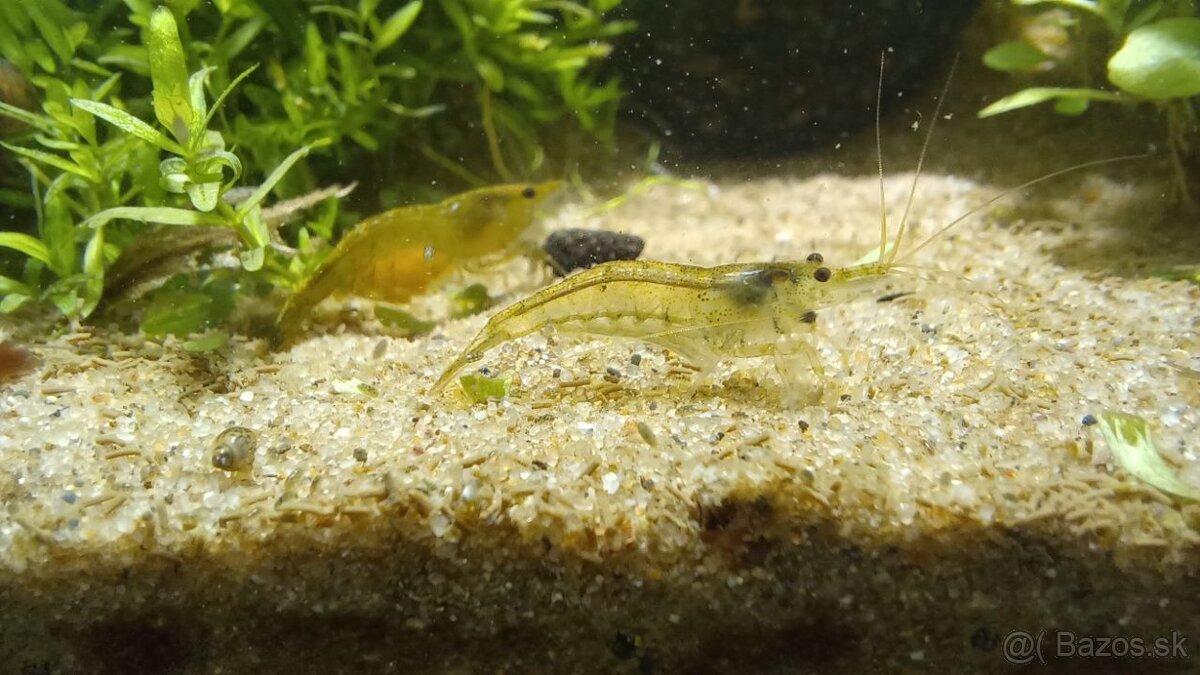 Low Tech akvárium s krevetkami - 7