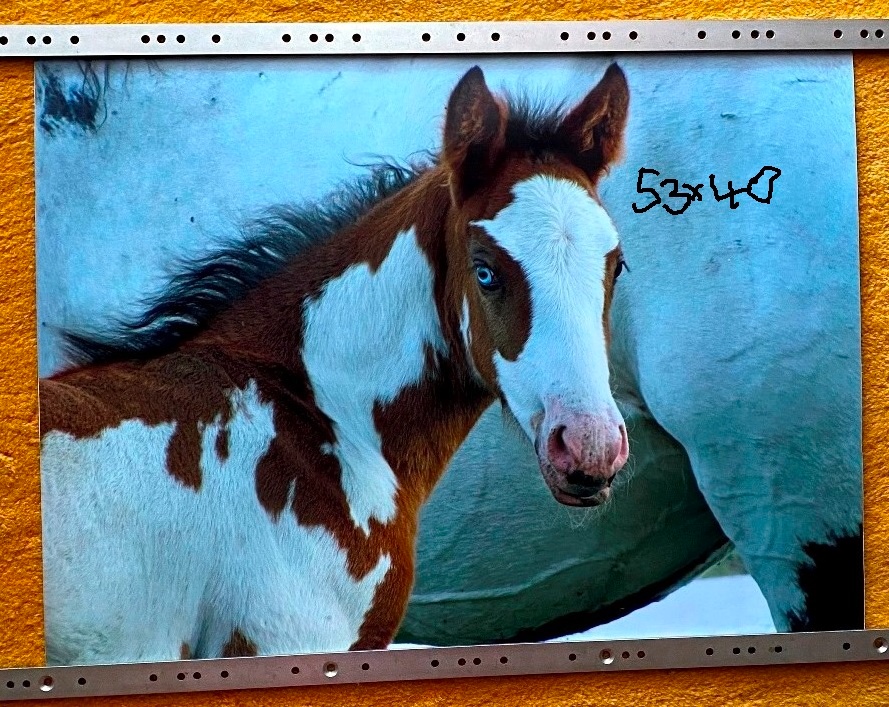 NHL kartičky, tapety koňov,... - 7