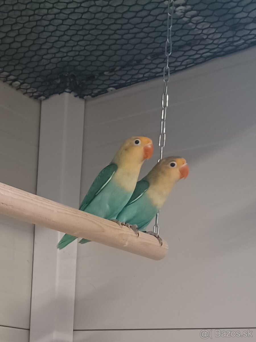 Agapornis fischeri - 7