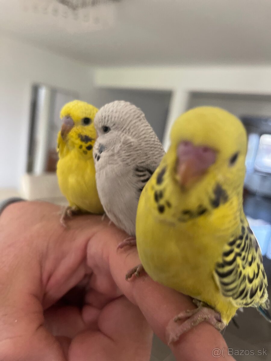 Andulka mlada Maznačik - 7