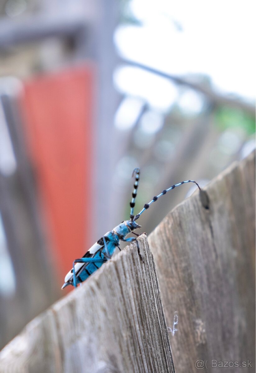 Olympus om-d e-m10 mark II - 7