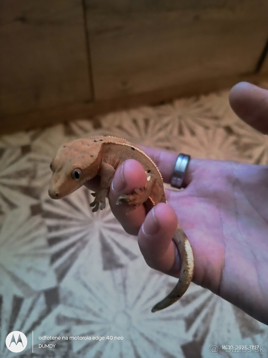 Pagekón riasnaty / Gekončik čínsky (Goniurosaurus hainanensi - 7