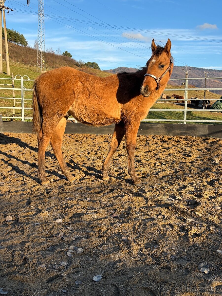 APH Žrebček DUN - 7