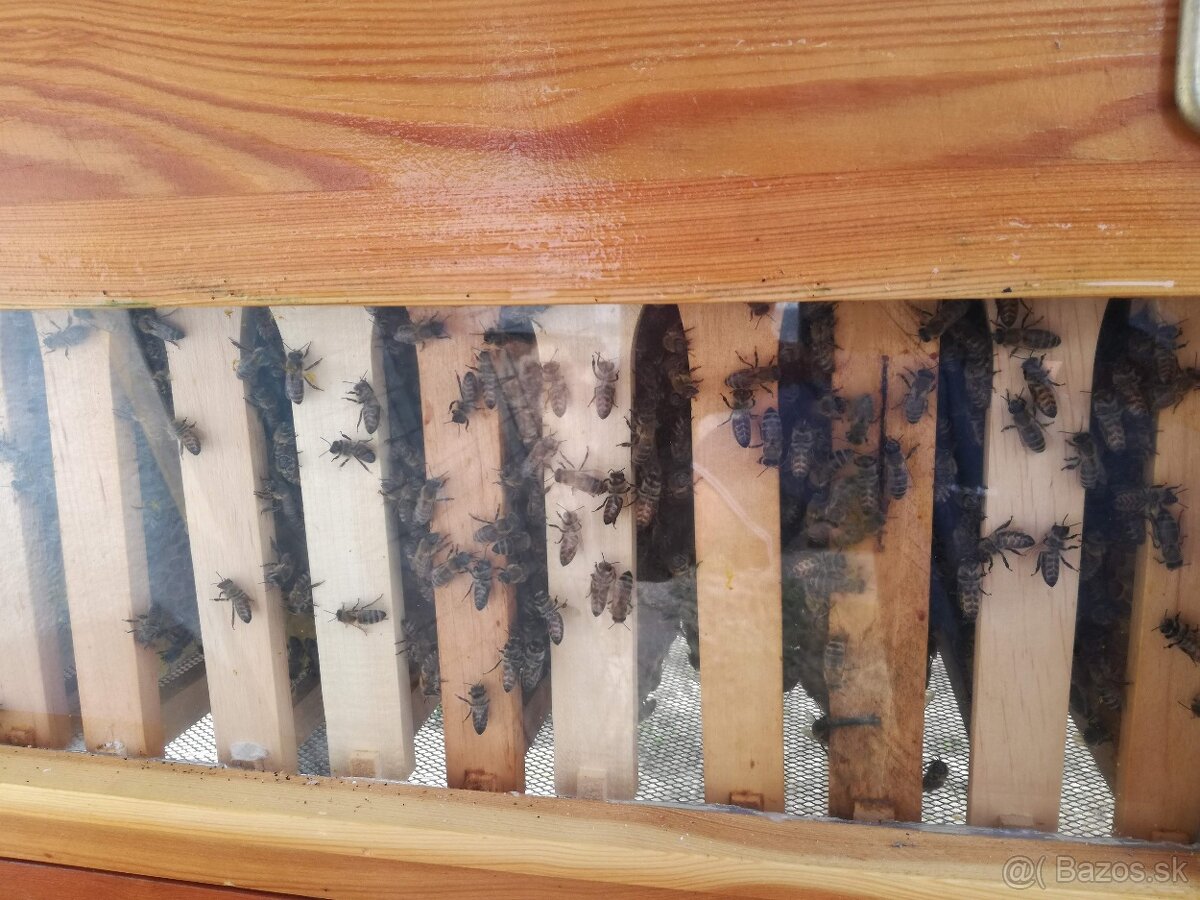 Včelie úle-Ležan B 24. - 7