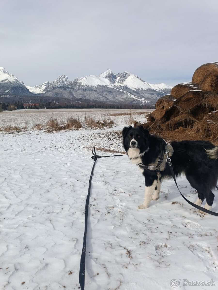 Psík, hľadá domov - 7