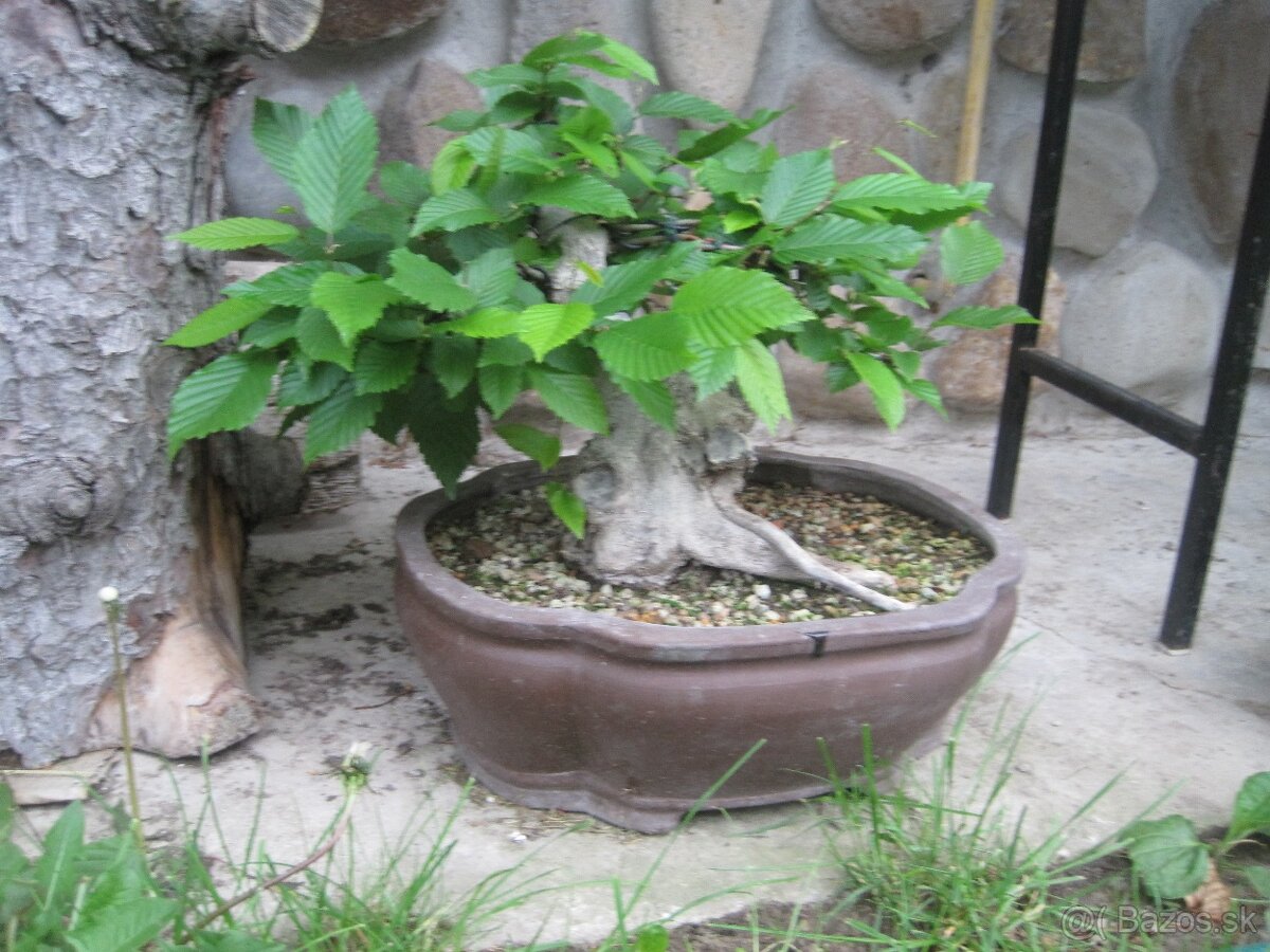 bonsai,bonsaj-hrab 11 - 7